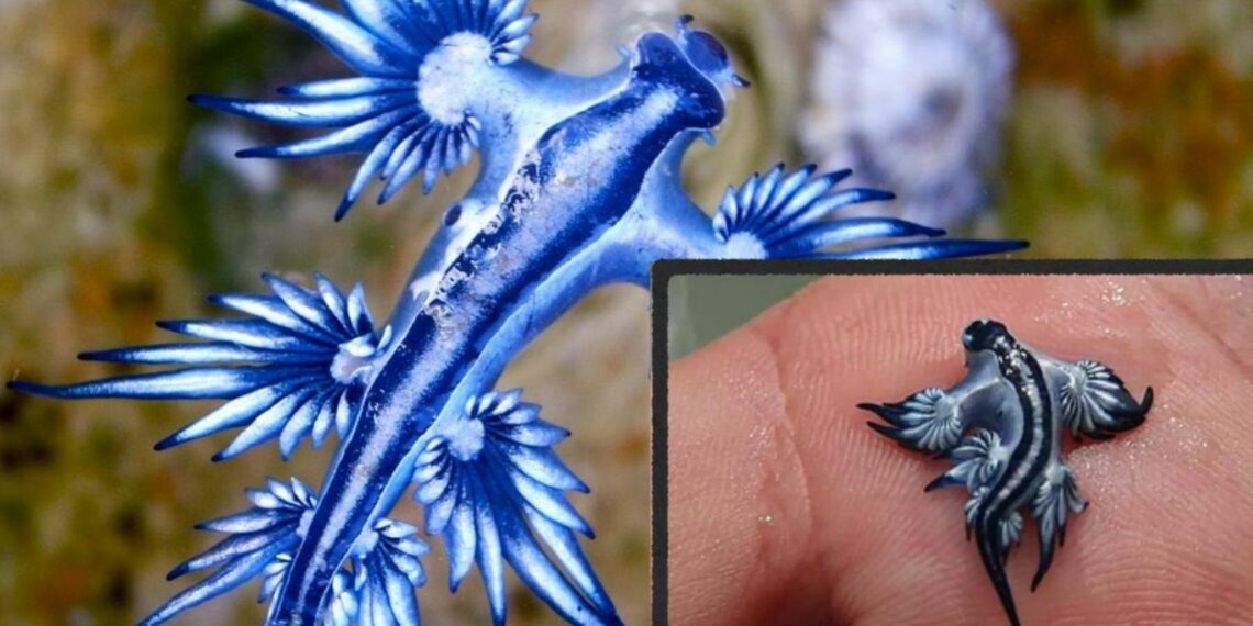 ¿Qué hay detrás del ‘dragón azul’ que está obligando al cierre de playas por toda España?