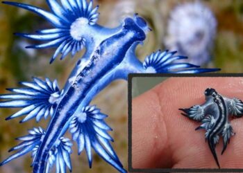 ¿Qué hay detrás del ‘dragón azul’ que está obligando al cierre de playas por toda España?