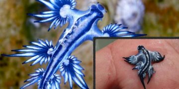 ¿Qué hay detrás del ‘dragón azul’ que está obligando al cierre de playas por toda España?