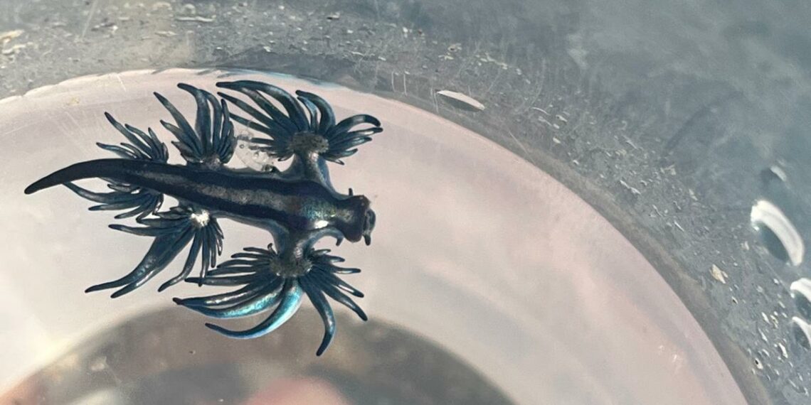 El ‘dragón azul’ ya está en la Costa del Sol: avistado en una playa de Mijas a pocos metros de la orilla