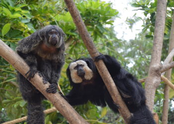 Gibones, macacos, colobos, monos y titís de diferentes continentes forman la familia de primates de los Selwos