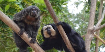 Gibones, macacos, colobos, monos y titís de diferentes continentes forman la familia de primates de los Selwos