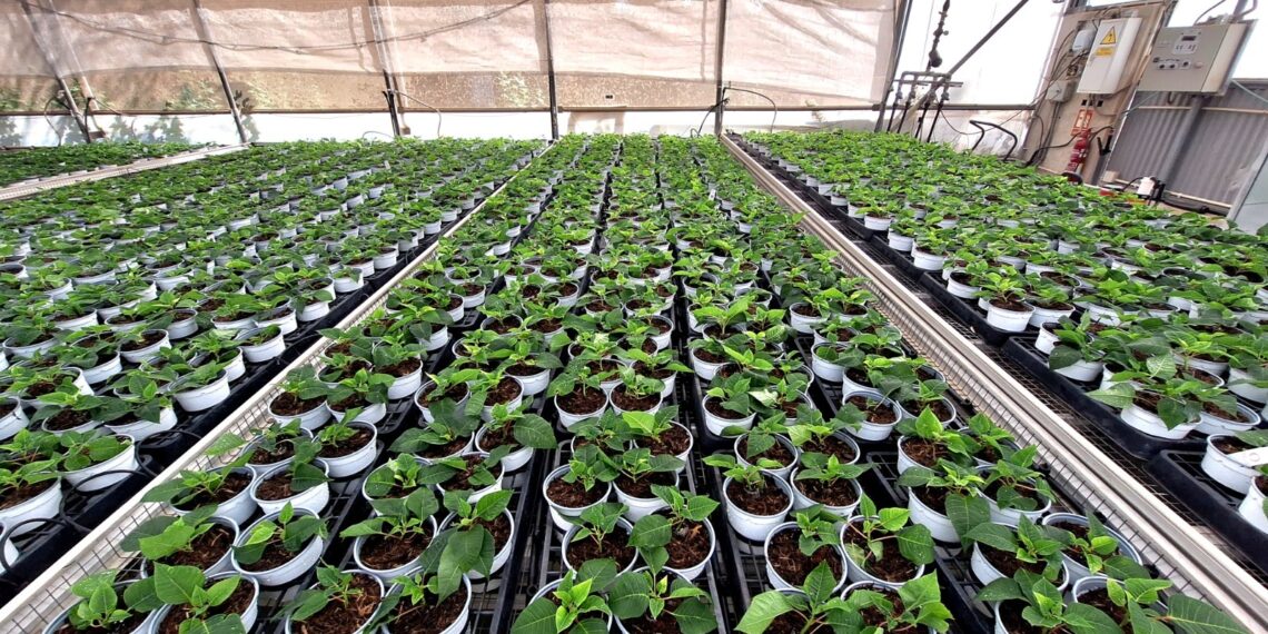 El Centro Especial de Empleo Los Pinares comienza la producción de los más de 9.000 pascueros para Navidad