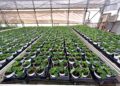 El Centro Especial de Empleo Los Pinares comienza la producción de los más de 9.000 pascueros para Navidad