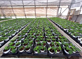 El Centro Especial de Empleo Los Pinares comienza la producción de los más de 9.000 pascueros para Navidad