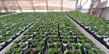 El Centro Especial de Empleo Los Pinares comienza la producción de los más de 9.000 pascueros para Navidad