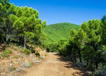 Estepona intensifica controles en los accesos a los parajes naturales para evitar incendios forestales