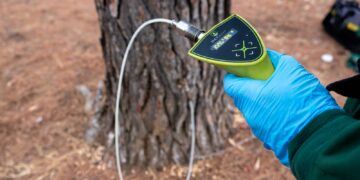 Arranca la campaña anual de endoterapia para prevenir la procesionaria del pino en Marbella