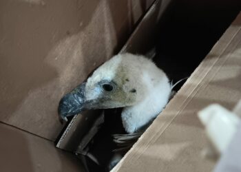 Encuentran un buitre leonado en Estepona: ¿cómo debemos actuar en estos casos?