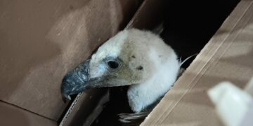 Encuentran un buitre leonado en Estepona: ¿cómo debemos actuar en estos casos?