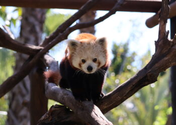 El Panda Rojo celebra su día internacional en Selwo, que está en plena vuelta al cole