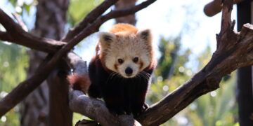 El Panda Rojo celebra su día internacional en Selwo, que está en plena vuelta al cole