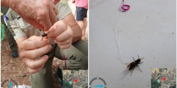 El avispón asiático, una seria amenaza para Málaga: «Es un peligro para las personas y la biodiversidad»