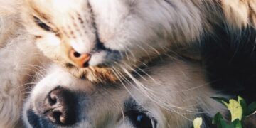 Ahorro en gastos veterinarios: los andaluces podrán deducirse hasta un 30% en la declaración