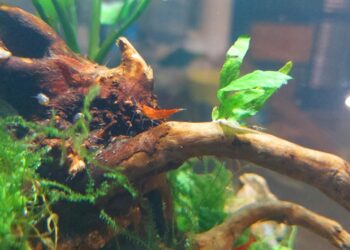 BIOPARC Fuengirola y el Ayuntamiento ponen en marcha “Naturaleza en el Aula”