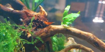 BIOPARC Fuengirola y el Ayuntamiento ponen en marcha “Naturaleza en el Aula”