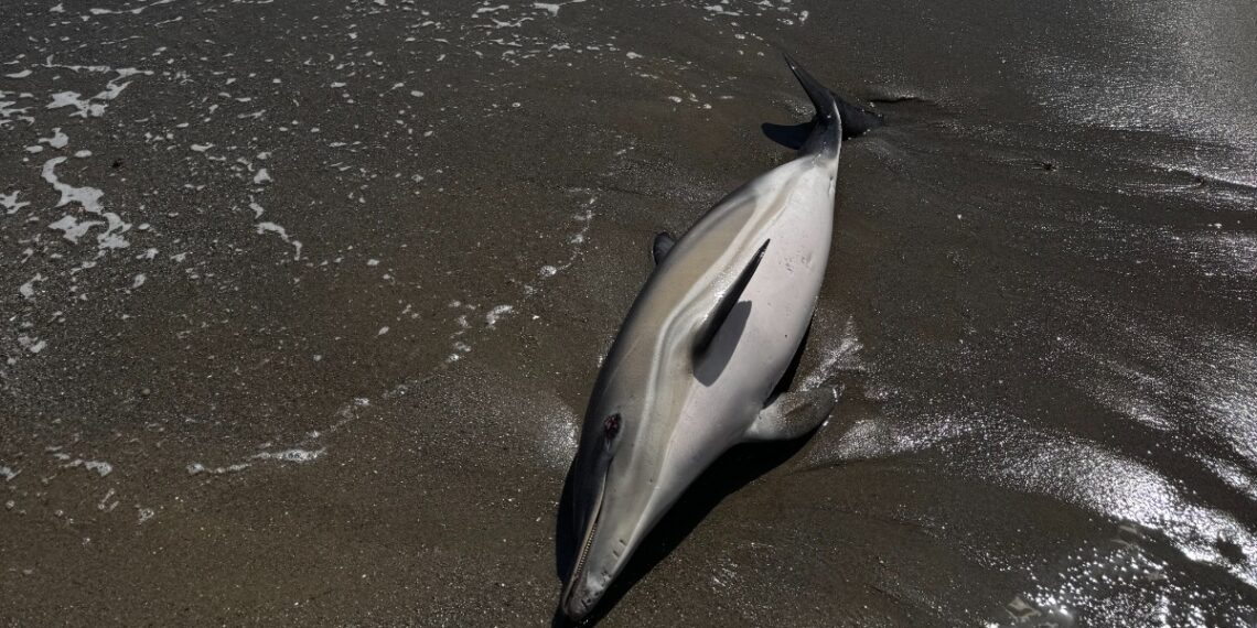 Un delfín muerto llega a la playa Piedra Paloma de Casares