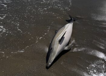 Un delfín muerto llega a la playa Piedra Paloma de Casares