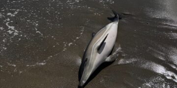 Un delfín muerto llega a la playa Piedra Paloma de Casares
