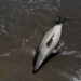 Un delfín muerto llega a la playa Piedra Paloma de Casares