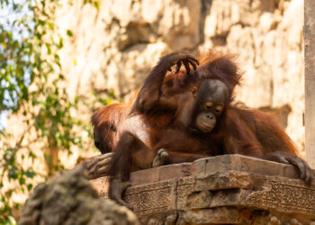 Bioparc Fuengirola inaugura la temporada escolar con una nueva oferta educativa tras recibir a más de 25.000 estudiantes el pasado curso