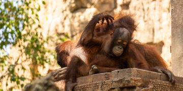 Bioparc Fuengirola inaugura la temporada escolar con una nueva oferta educativa tras recibir a más de 25.000 estudiantes el pasado curso