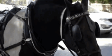 Desde hoy Málaga dice adiós a los coches de caballos