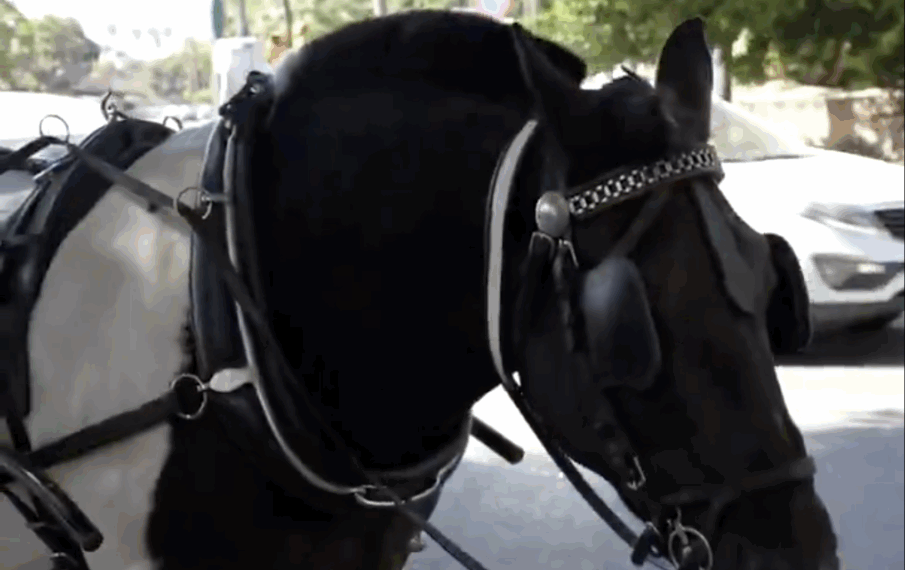 Desde hoy Málaga dice adiós a los coches de caballos