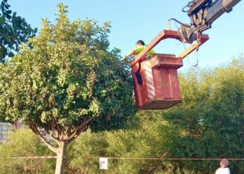 Mijas impulsa un nuevo plan municipal de podas que supera las 4.200 actuaciones