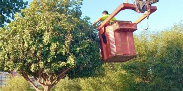 Mijas impulsa un nuevo plan municipal de podas que supera las 4.200 actuaciones