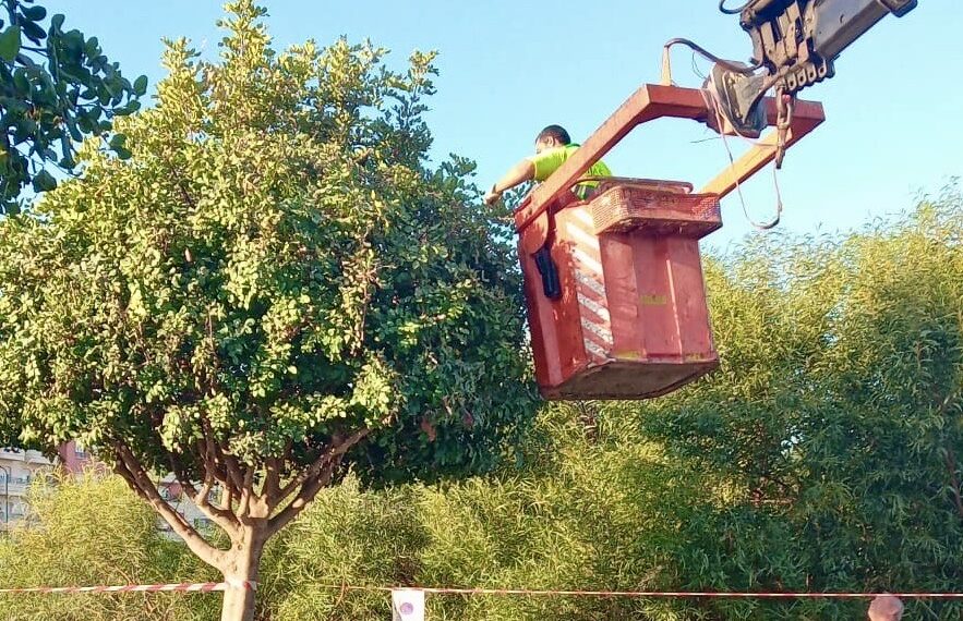 Mijas impulsa un nuevo plan municipal de podas que supera las 4.200 actuaciones