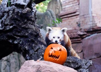 Los animales de Bioparc Fuengirola reciben calabazas decoradas con motivo de la celebración de Halloween