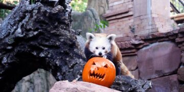 Los animales de Bioparc Fuengirola reciben calabazas decoradas con motivo de la celebración de Halloween