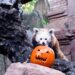Los animales de Bioparc Fuengirola reciben calabazas decoradas con motivo de la celebración de Halloween