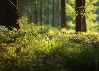 La Junta licita un contrato para desarrollar una plataforma de análisis de datos espaciales