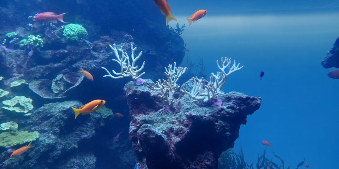 BIOPARC y el Ayuntamiento de Fuengirola inician la primera edición de “Naturaleza en el Aula” en los colegios Andalucía y Eduardo Janeiro