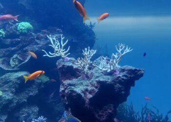 BIOPARC y el Ayuntamiento de Fuengirola inician la primera edición de “Naturaleza en el Aula” en los colegios Andalucía y Eduardo Janeiro