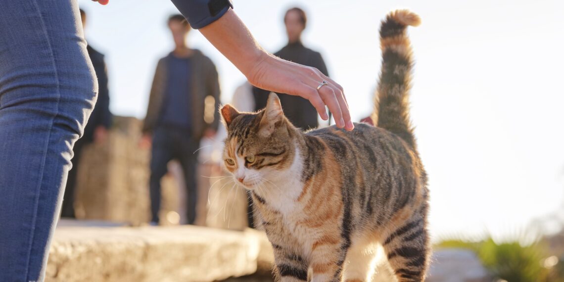 El Ayuntamiento de Málaga esteriliza y vacuna a cerca de 700 gatos procedentes de colonias felinas en dos años