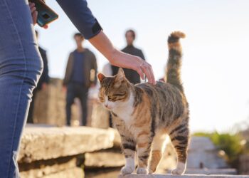 El Ayuntamiento de Málaga esteriliza y vacuna a cerca de 700 gatos procedentes de colonias felinas en dos años