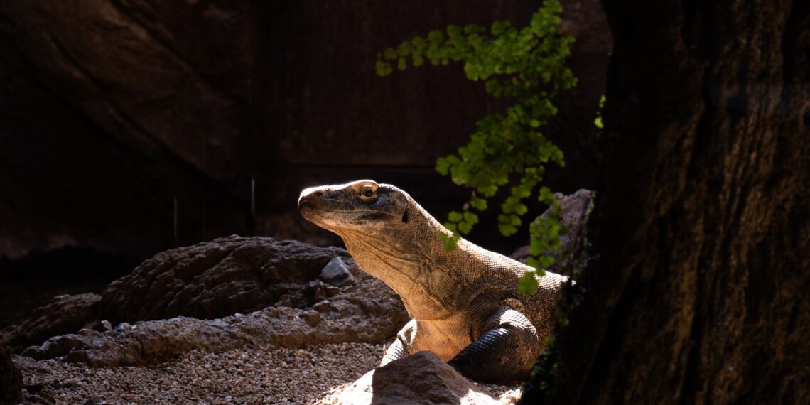 Los guardianes de los dragones: Bioparc Fuengirola, referente en la conservación de reptiles
