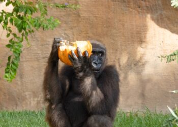Ekan cumple cinco años: el gorila andaluz que aprende jugando
