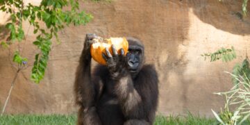 Ekan cumple cinco años: el gorila andaluz que aprende jugando