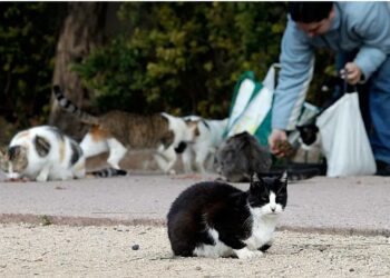 Mijas organiza un curso de buenas prácticas para personas cuidadoras de colonias felinas