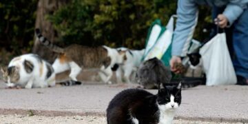 Mijas organiza un curso de buenas prácticas para personas cuidadoras de colonias felinas