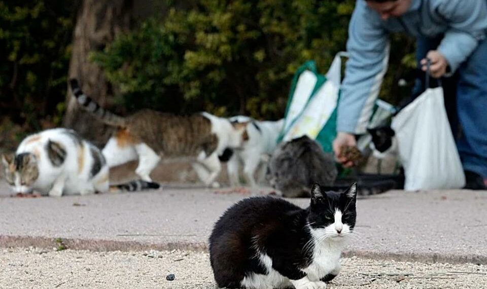 Mijas organiza un curso de buenas prácticas para personas cuidadoras de colonias felinas