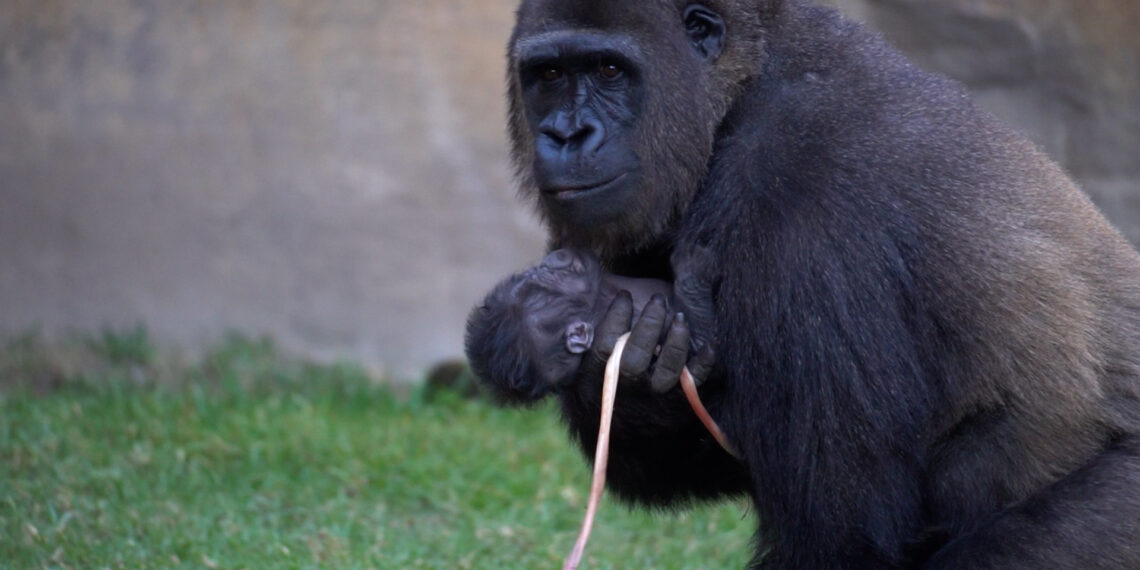 Momento inolvidable en Bioparc Fuengirola: nace a plena luz del día una cría de gorila de llanura, especie en peligro crítico