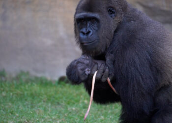 Momento inolvidable en Bioparc Fuengirola: nace a plena luz del día una cría de gorila de llanura, especie en peligro crítico