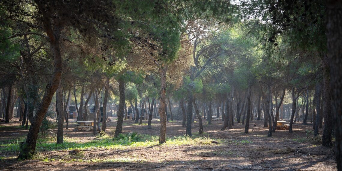 Torremolinos inicia la campaña preventiva contra la plaga de la procesionaria con una actuación sobre más de 6.000 pinos