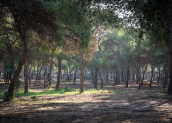 Torremolinos inicia la campaña preventiva contra la plaga de la procesionaria con una actuación sobre más de 6.000 pinos