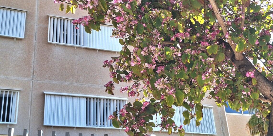 Los centros educativos de Torremolinos recibirán casi 320.000 euros para la mejora de la climatización de sus espacios